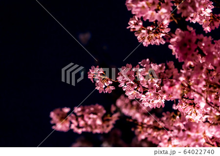 夜桜 夜桜 64022740