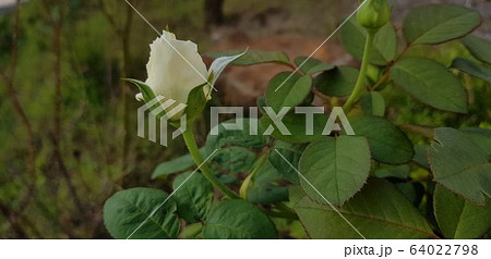 バラ バラの花 花 64022798