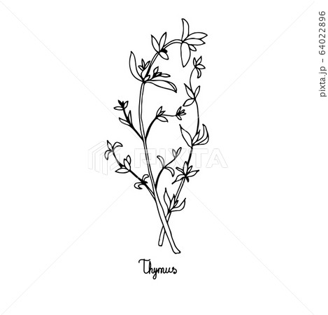 Spicy herbs. Thyme. Image of a plant on a white 64022896