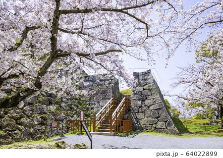 桜満開の舞鶴公園　福岡城址  天守台 64022899