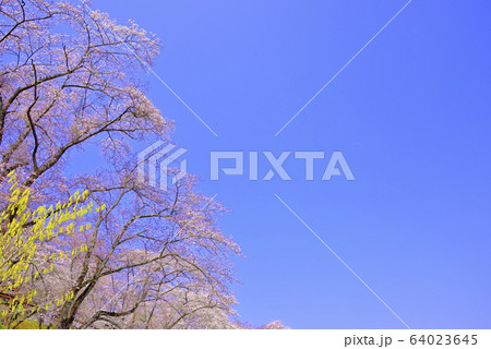 桜 宮城 船岡城址公園より展望 桜 宮城 船岡城址公園より展望 64023645