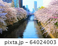 目黒川の桜並木 64024003