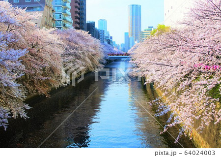 目黒川の桜並木 目黒川の桜並木 64024003