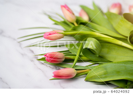Spring flower pink tulips Spring flower pink tulips 64024092