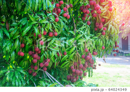 Fresh ripe red lychee fruit hang on the lychee Fresh ripe red lychee fruit hang on the lychee 64024349
