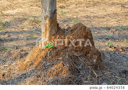 Termite nest on ground and pine tree. Termite nest on ground and pine tree. 64024356
