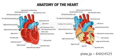 Anatomy Heart Set 64024525