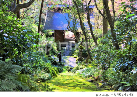 鎌倉「妙法寺」の風景 64024548