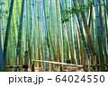 鎌倉「報国寺」の竹藪 64024550