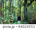 鎌倉「報国寺」の風景 64024551