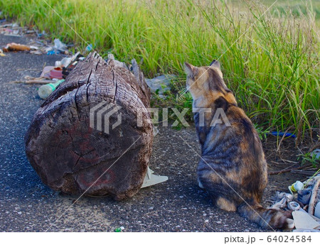 海辺の野良猫・ゴミ・漂着物・風景 64024584