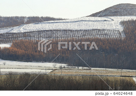 北海道 十勝地方 カラマツ黄葉と雪景色 北海道 十勝地方 カラマツ黄葉と雪景色 64024648