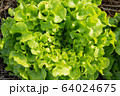 Clos up top view fresh ogranics green oak lettuce Clos up top view fresh ogranics green oak lettuce 64024675