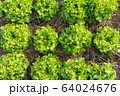 Clos up top view fresh ogranics green oak lettuce Clos up top view fresh ogranics green oak lettuce 64024676