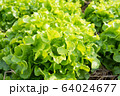 Clos up top view fresh ogranics green oak lettuce Clos up top view fresh ogranics green oak lettuce 64024677