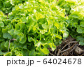 Clos up top view fresh ogranics green oak lettuce Clos up top view fresh ogranics green oak lettuce 64024678