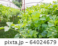 Close up green Chinese celery aromatic vegetable Close up green Chinese celery aromatic vegetable 64024679