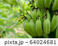 Close up a bunch of unripe green bananas Close up a bunch of unripe green bananas 64024681