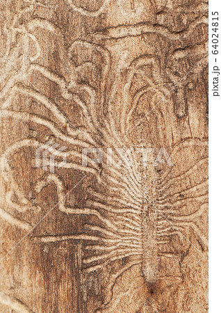 The bark beetle tunnels The bark beetle tunnels 64024815