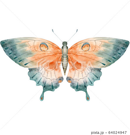 Watercolor butterfly Watercolor butterfly 64024947