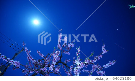 夜の桃の花 夜の桃の花 64025100