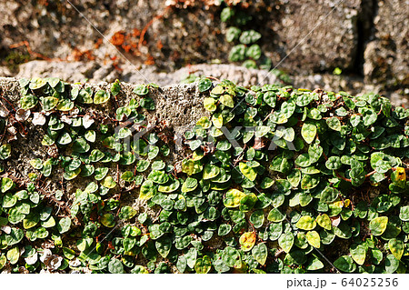 オオイタビカズラ　沖縄の塀 64025256