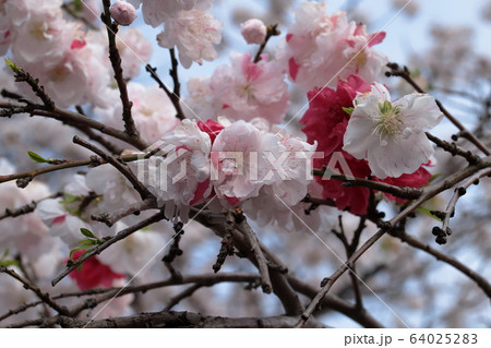 源平枝垂れ桃 源平枝垂れ桃 64025283