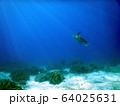 ウミガメ 64025631