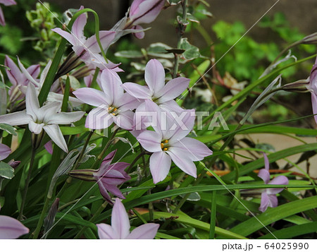 ハナニラ 花韮 はなにらの写真素材