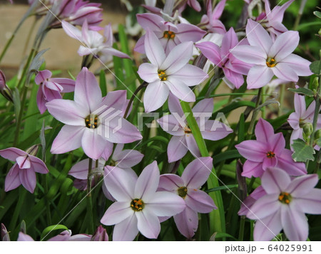 ハナニラ 花韮 はなにら ハナニラ 花韮 はなにら 64025991