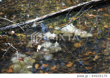 クロサンショウウオの卵嚢 64026170