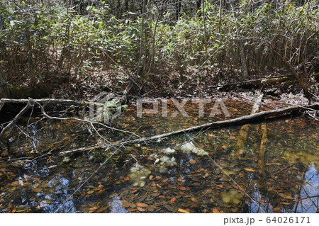 クロサンショウウオの卵嚢 クロサンショウウオの卵嚢 64026171