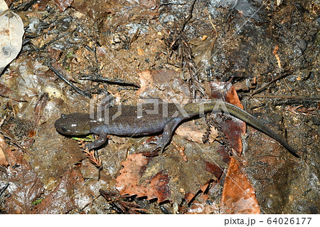 クロサンショウウオ雌 64026177