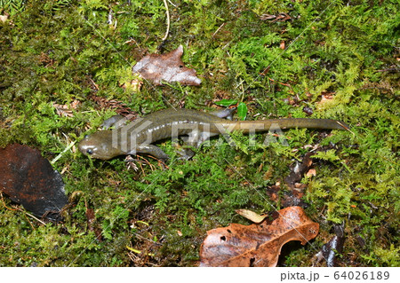 クロサンショウウオ雄 64026189