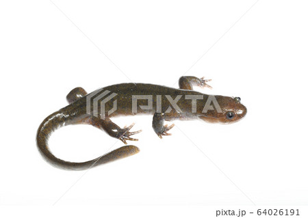 クロサンショウウオ 白バック クロサンショウウオ 白バック 64026191