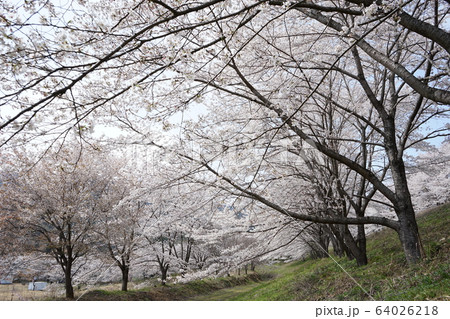 虎山の千本桜 虎山の千本桜 64026218
