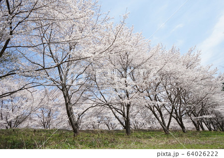 虎山の千本桜 虎山の千本桜 64026222