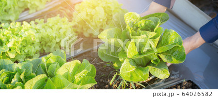 Closeup hands young man farmer checking and holding fresh organic vegetable in hydroponic farm 64026582