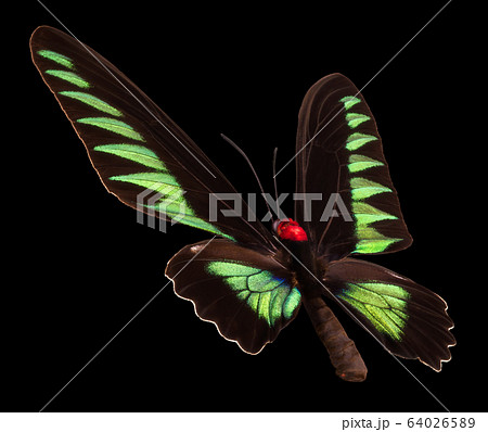 Green butterfly isolated on a black background 64026589