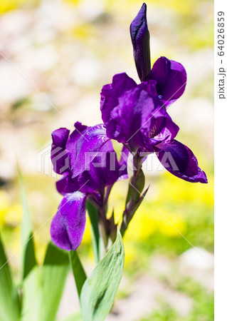 Iris planifolia flower. Purple Iris flower bloom Iris planifolia flower. Purple Iris flower bloom 64026859