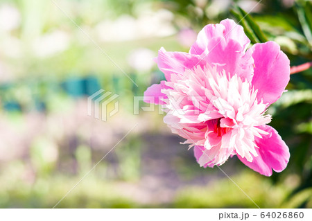 Pink flower peony flowering in sunny day Pink flower peony flowering in sunny day 64026860