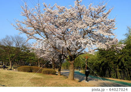 桜 花 木 64027024