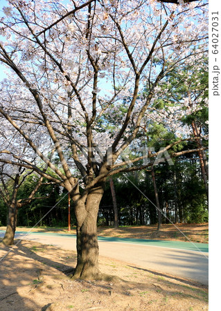 桜 花 木 64027031