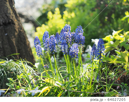 ブドウムスカリ ブドウムスカリ 64027205