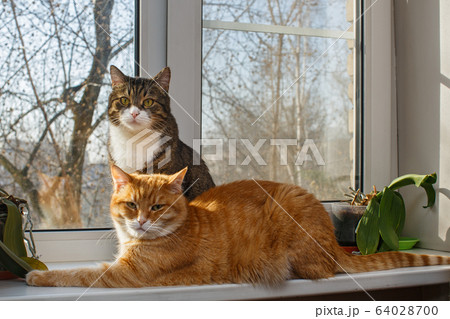 Red and gray cat sit together on the windowsill Red and gray cat sit together on the windowsill 64028700