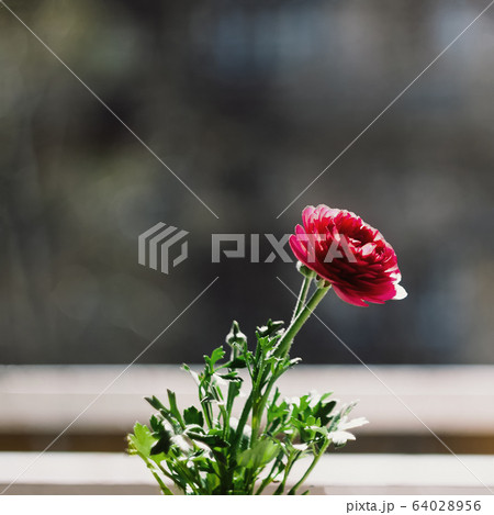 One flower a red buttercup in a flowerpot-bucket on a windowsill in the sunlight and blur. Copy 64028956