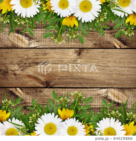 Summer wild flowers edge 64029866