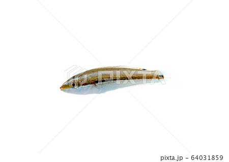 カミナリベラの幼魚 カミナリベラの幼魚 64031859