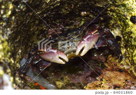 フクロムシに寄生されたカニ フクロムシに寄生されたカニ 64031860