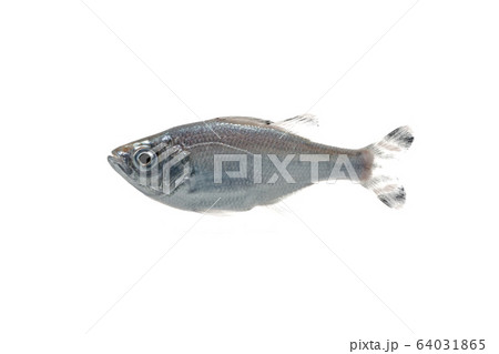 ギンユゴイ 64031865